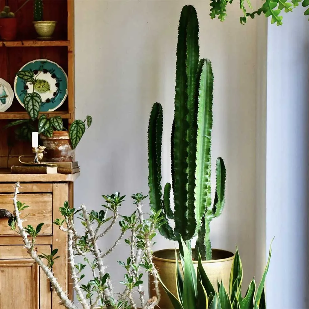Cactus Candelabru African Abyssinica, planta de interior exotica, suculenta, cu forma arhitecturala si intretinere usoara...
