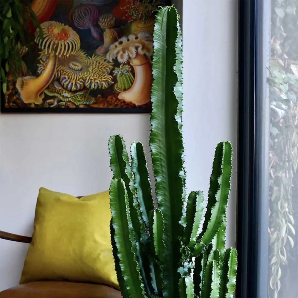 Cactus Candelabru African Abyssinica, planta de interior exotica, suculenta, cu forma arhitecturala si intretinere usoara...