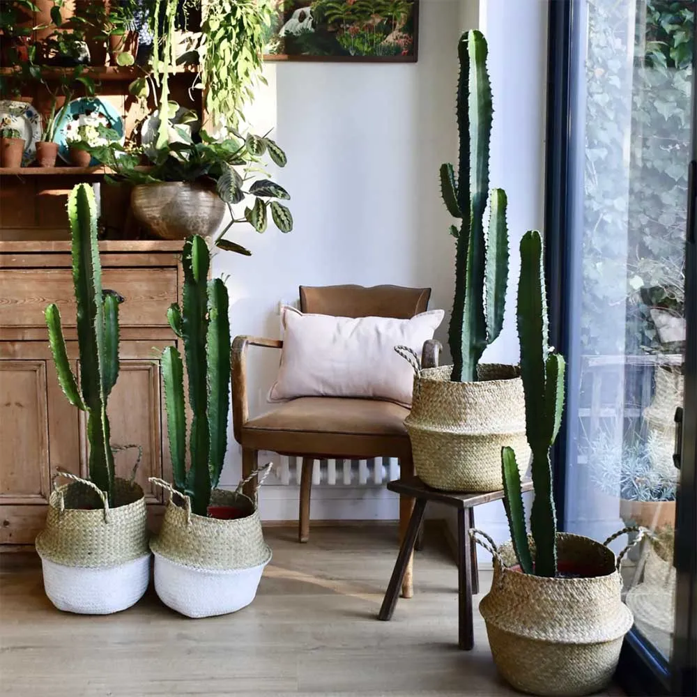 Cactus Candelabru African Abyssinica, planta de interior exotica, suculenta, cu forma arhitecturala si intretinere usoara...