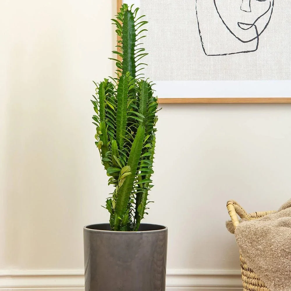 Cactus Candelabru African Trigona, tulpini verzi, aspect sculptural, fara spini, usor de ingrijit - 80 cm