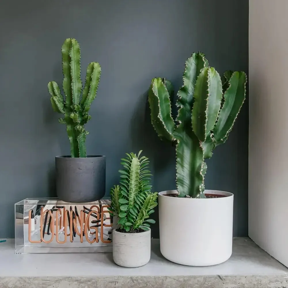 Cactus Candelabru African Trigona, tulpini verzi, aspect sculptural, fara spini, usor de ingrijit - 80 cm