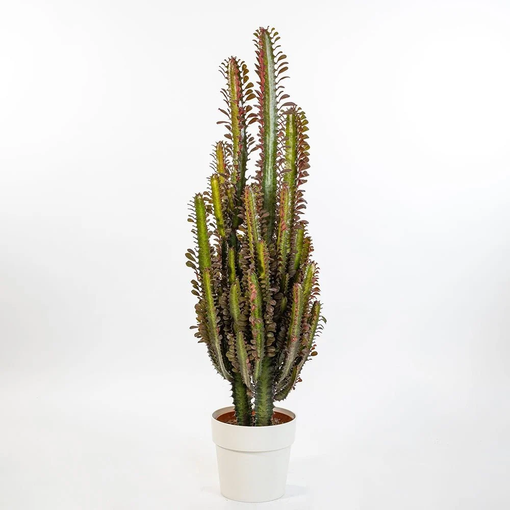 Cactus Candelabru Trigona Rubra - 30 cm