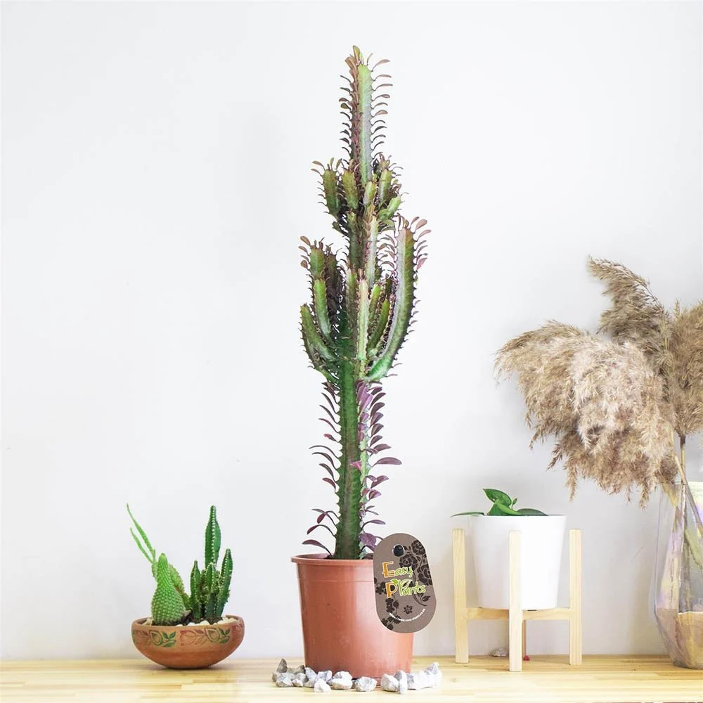 Cactus Candelabru Trigona Rubra - 30 cm