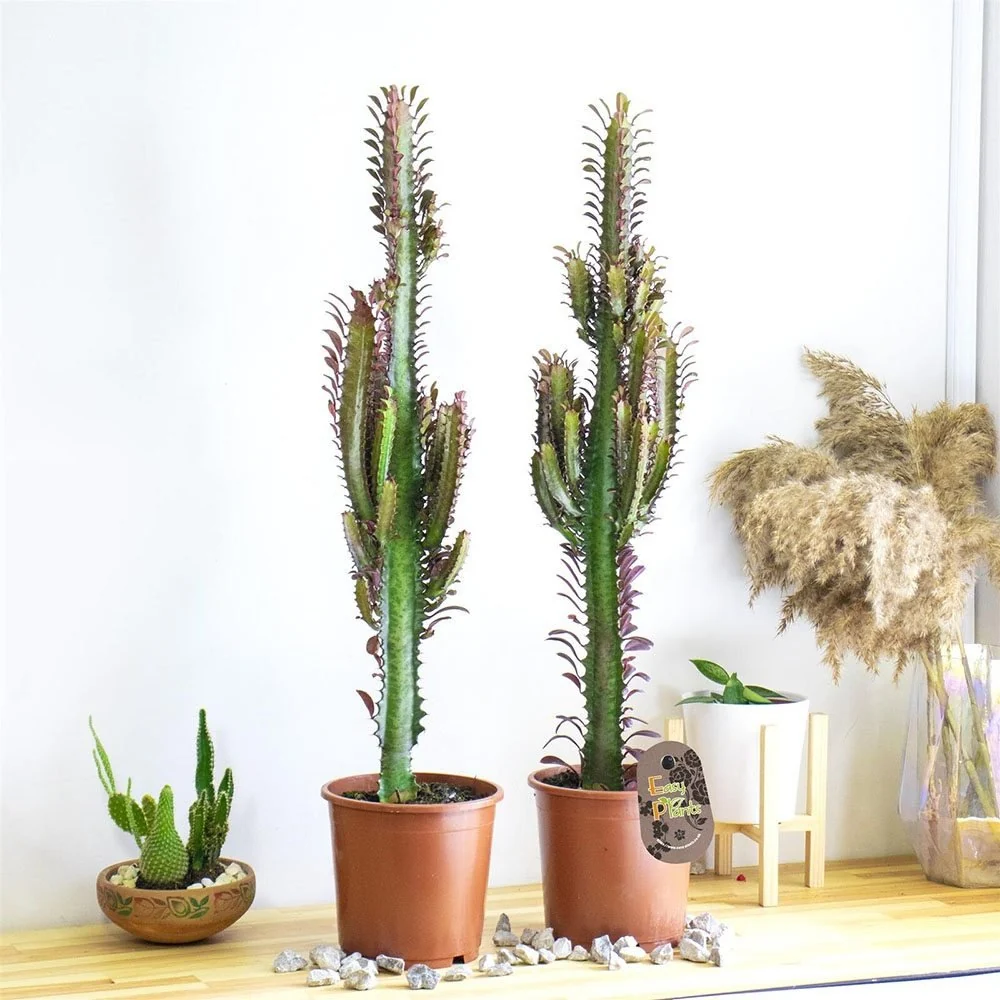 Cactus Candelabru Trigona Rubra - 30 cm