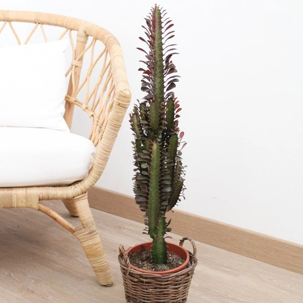 Cactus Candelabru Trigona Rubra - 30 cm