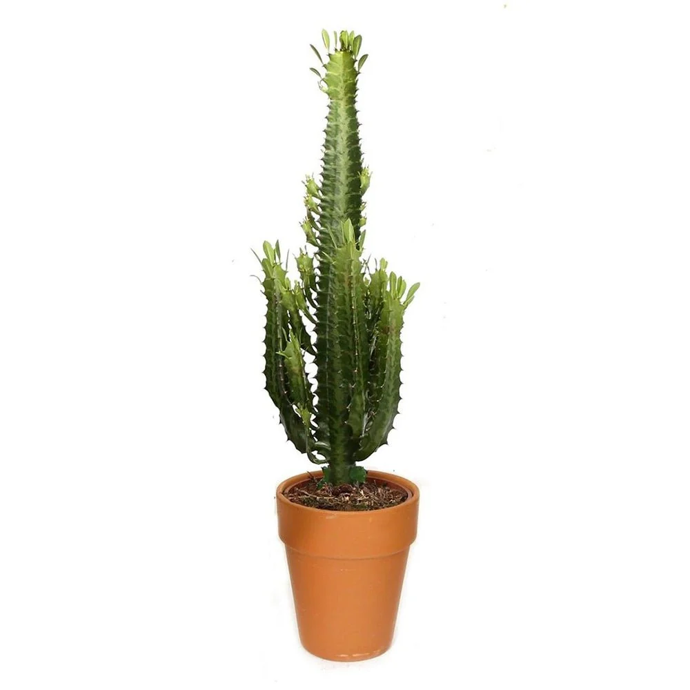 Cactus Candelabru Trigona, tulpini rosiatice, aspect sculptural, fara spini - 40 cm