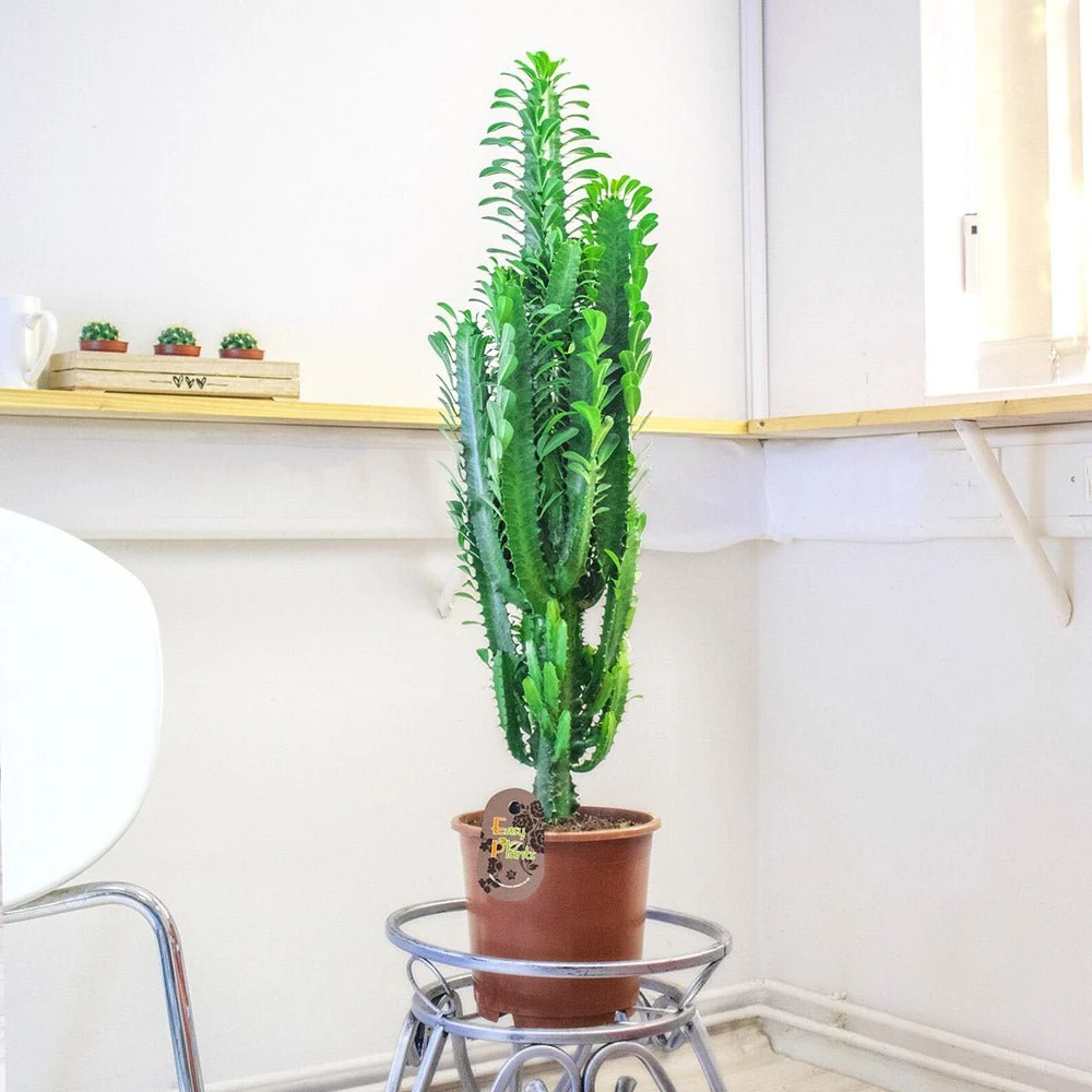 Cactus Candelabru Trigona, tulpini rosiatice, aspect sculptural, fara spini - 40 cm