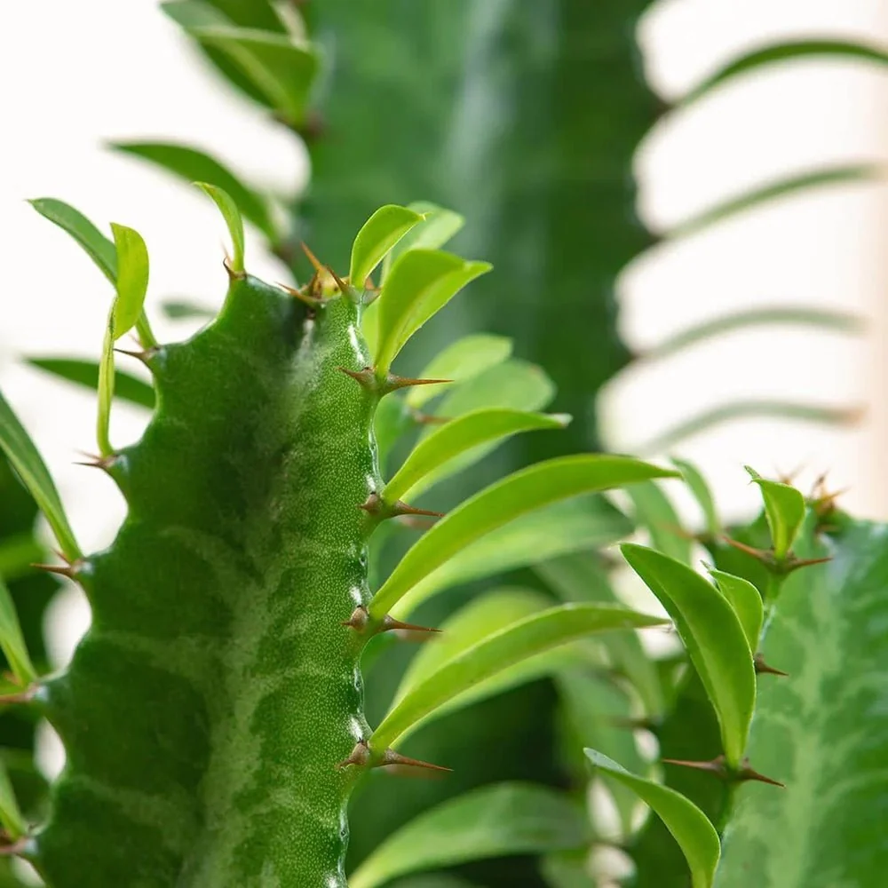 Cactus Candelabru Trigona, tulpini rosiatice, aspect sculptural, fara spini - 40 cm