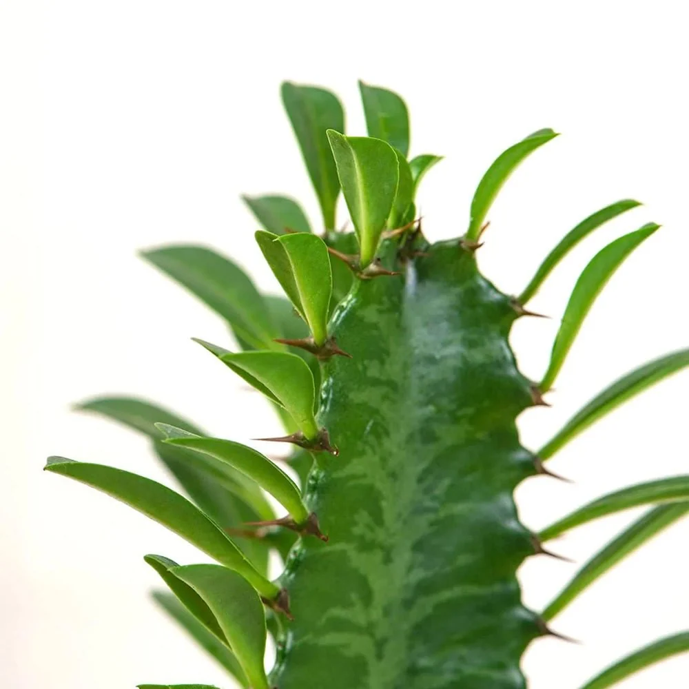 Cactus Candelabru Trigona, tulpini rosiatice, aspect sculptural, fara spini - 40 cm