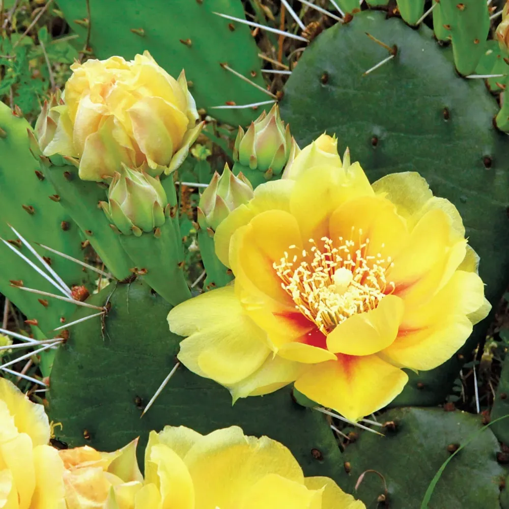 Cactus de gradina cu fructe si frunze comestibile - Opuntia humifusa (Devil's Tongue)