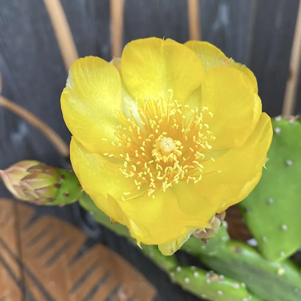 Cactus de gradina cu fructe si frunze comestibile - Opuntia humifusa (Devil's Tongue)