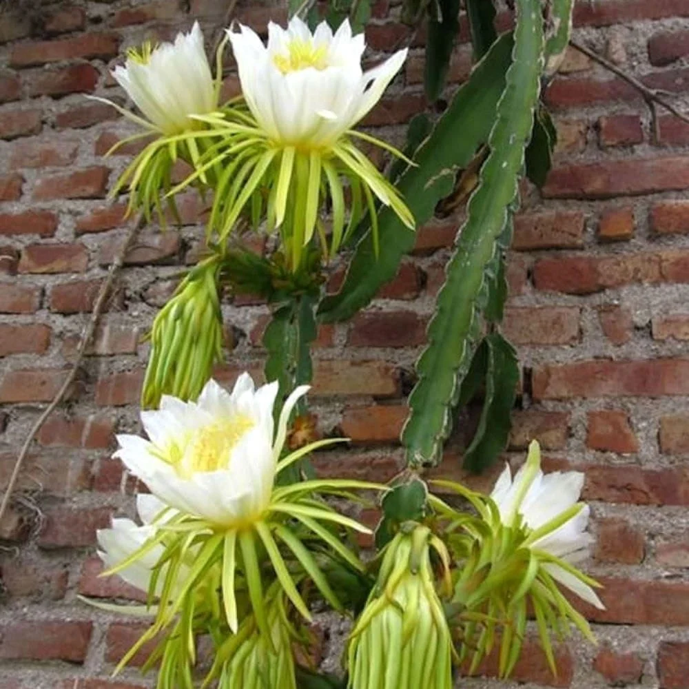 Cactus Hylocereus undatus - fructul dragonului (D12cm - 2 plante/ghiveci)