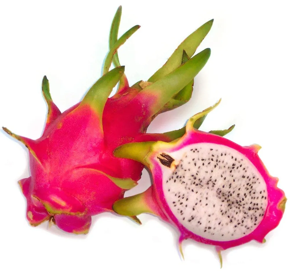 Cactus Hylocereus undatus - fructul dragonului (D12cm - 2 plante/ghiveci)