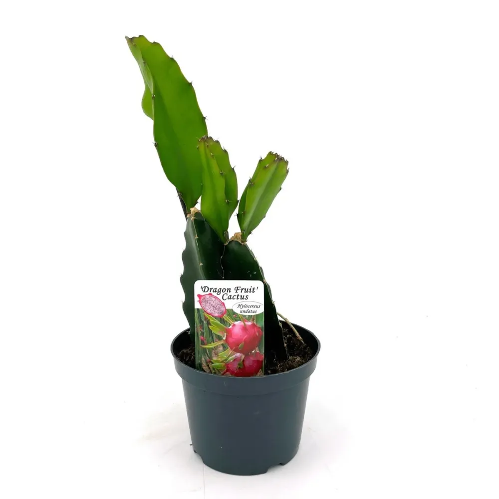 Cactus Hylocereus undatus - fructul dragonului (D12cm - 2 plante/ghiveci)