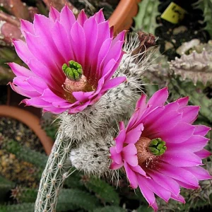 Cactus Wilcoxia poselgeri