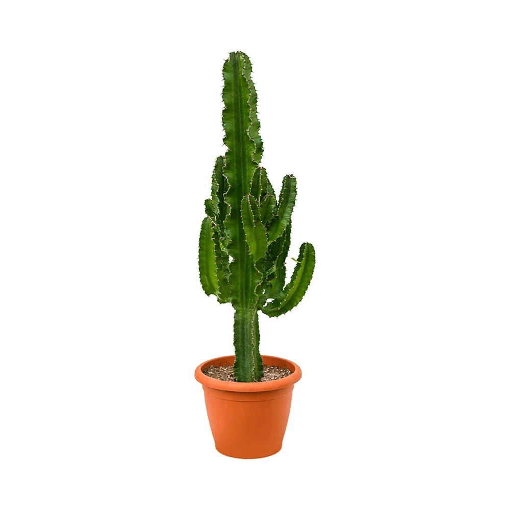 Cactusul Candelabru African Ingens, planta decorativa de interior mare, usor de ingrijit - 95 cm
