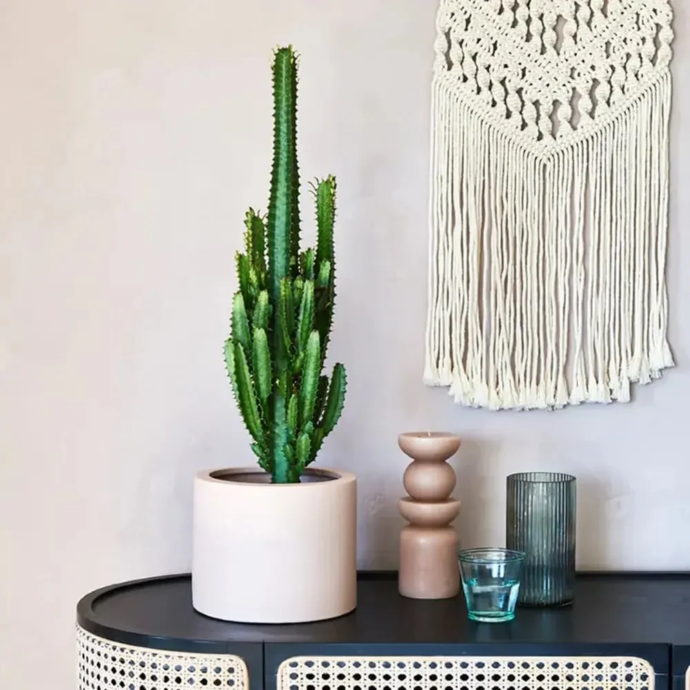 Cactusul Candelabru African Ingens, planta decorativa de interior mare, usor de ingrijit - 95 cm