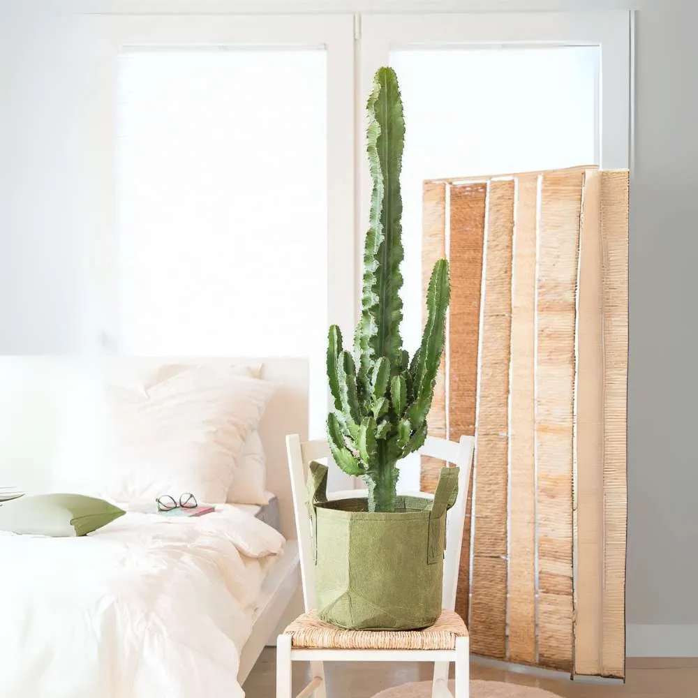 Cactusul Candelabru African Ingens, planta decorativa de interior mare, usor de ingrijit - 95 cm