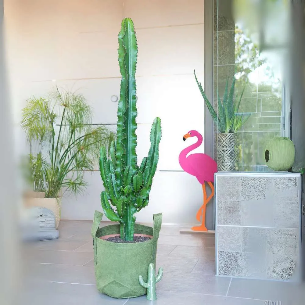 Cactusul Candelabru African Ingens, planta decorativa de interior mare, usor de ingrijit - 95 cm