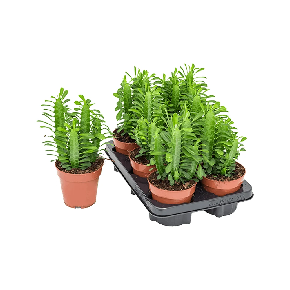 Cactusul cu Trei Muchii, 20 cm