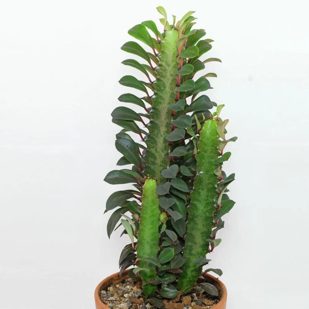 Cactusul cu Trei Muchii, 20 cm
