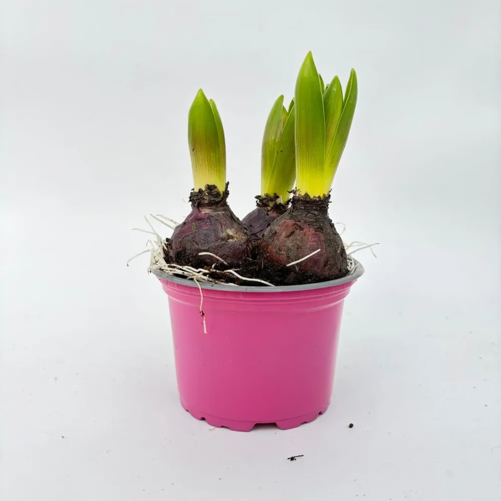 🌸🌸🌸 Cadou 8 Martie Zambila (Hyacinthus) mix 3 bulbi colorati ghiveci 1.2 L planta parfumata de primavara 🌸🌸🌸