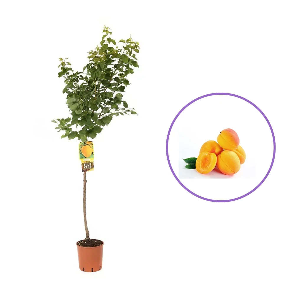 Cais (Prunus armeniaca) Bella D'Imola, cu fructe dulci portocalii, 2 pe rod