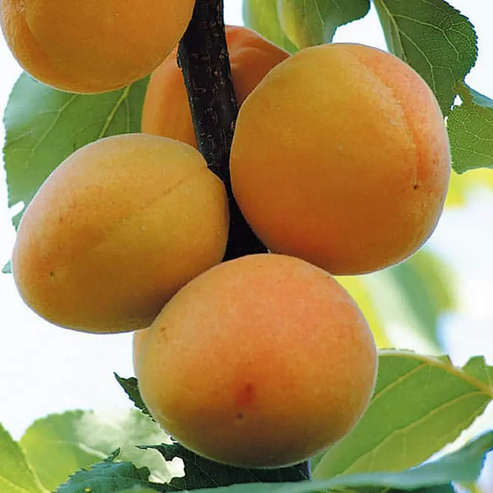 Cais (Prunus armeniaca) Bella D'Imola, cu fructe dulci portocalii, 2 pe rod