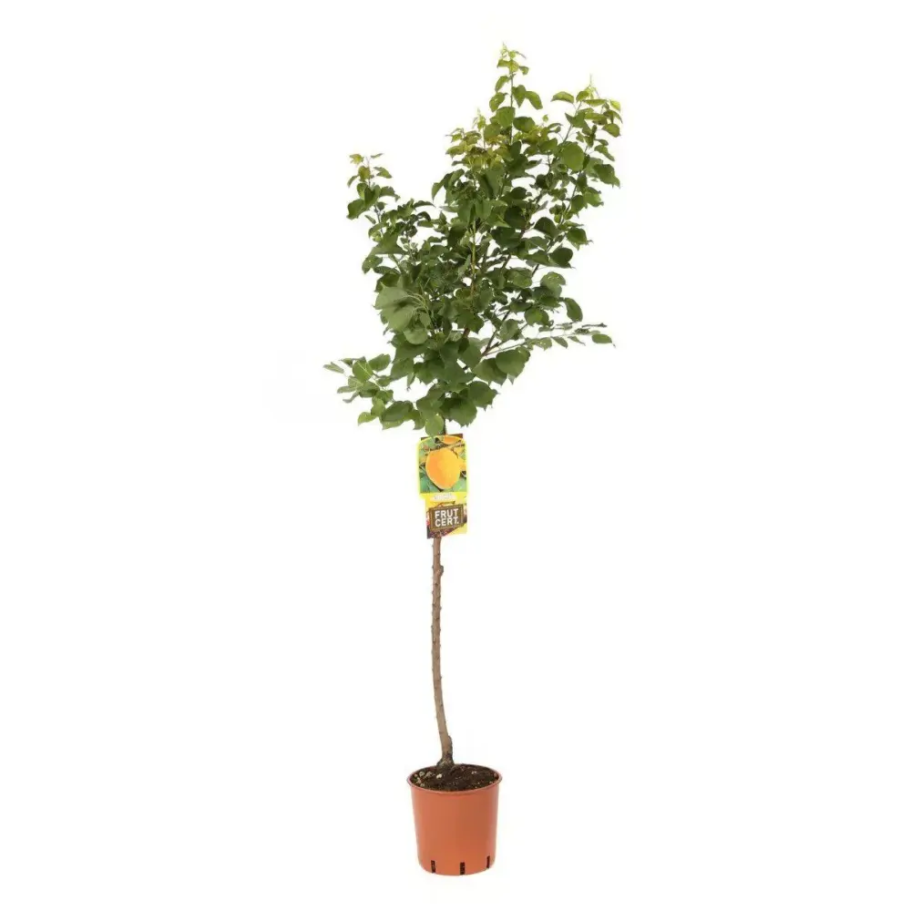 Cais (Prunus armeniaca) Bella D'Imola, cu fructe dulci portocalii, 2 pe rod