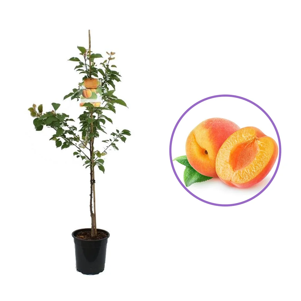 Cais (Prunus armeniaca) Bergeorn, cu fructe dulci galbene-aurii, 2 pe rod