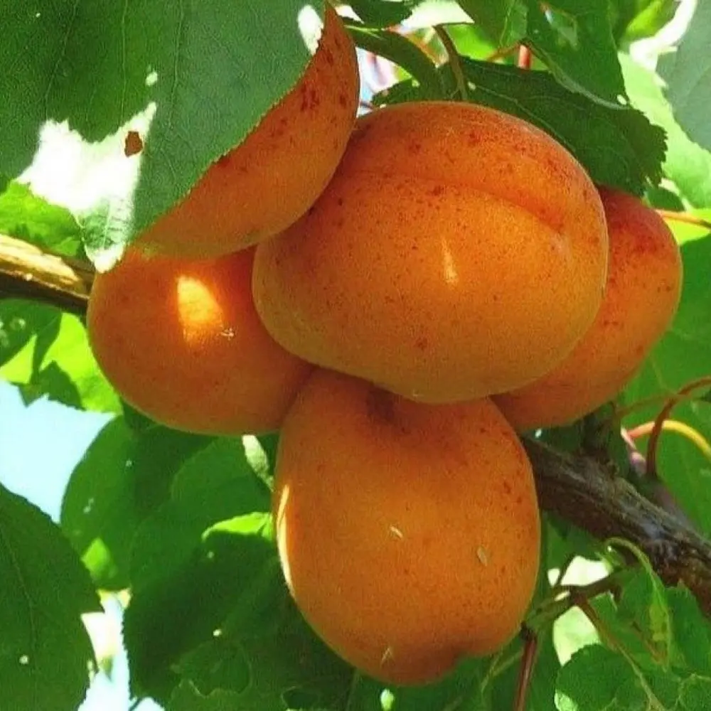 Cais (Prunus armeniaca) Bergeorn, cu fructe dulci galbene-aurii, 2 pe rod