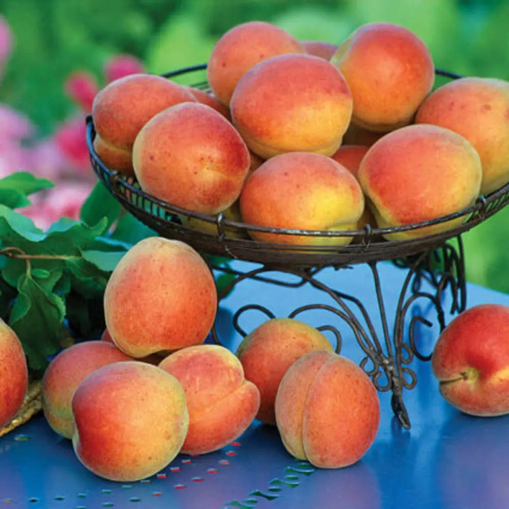 Cais (Prunus armeniaca) Bergeorn, cu fructe dulci galbene-aurii, 2 pe rod