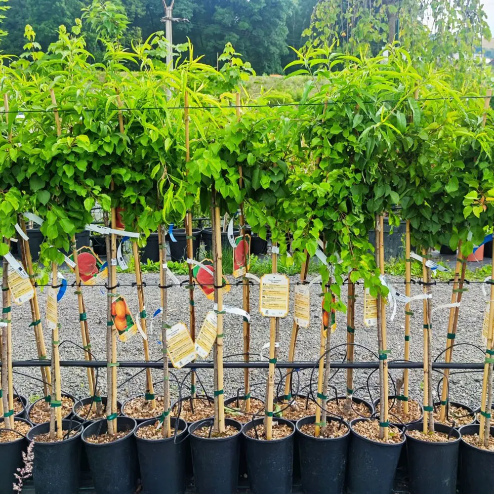 Cais (Prunus armeniaca) Bergeorn, cu fructe dulci galbene-aurii, 2 pe rod