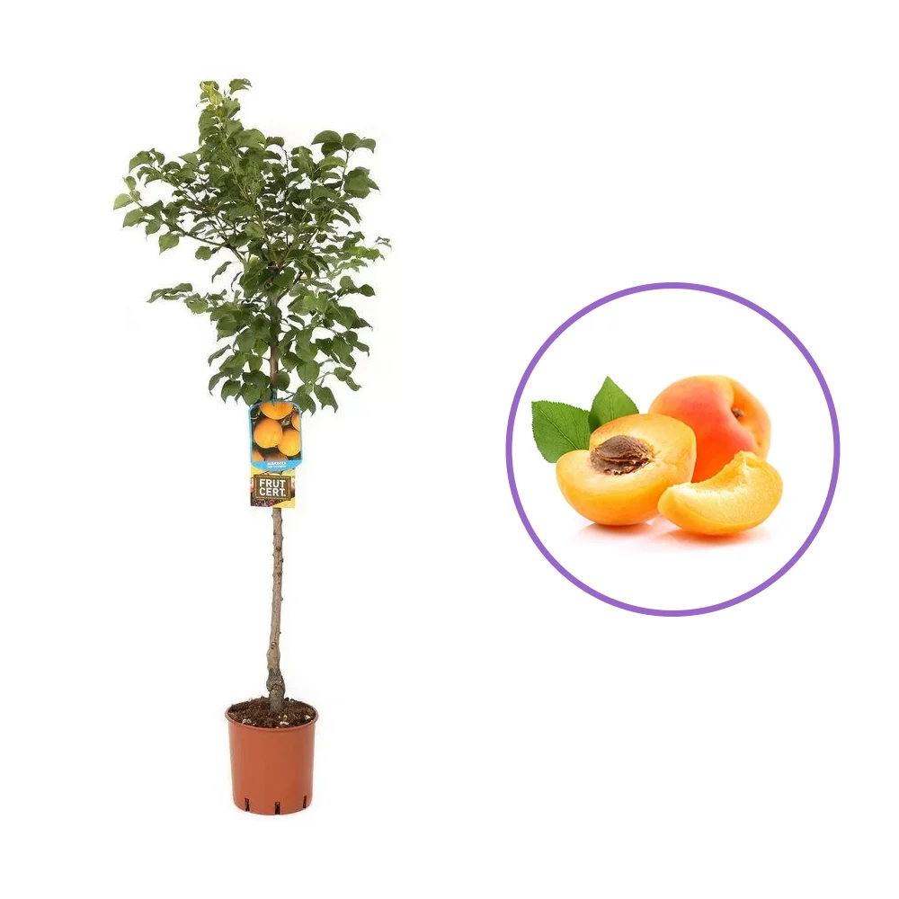 Cais (Prunus armeniaca) Bulida, cu fructe dulci galbene deschis, 2 pe rod