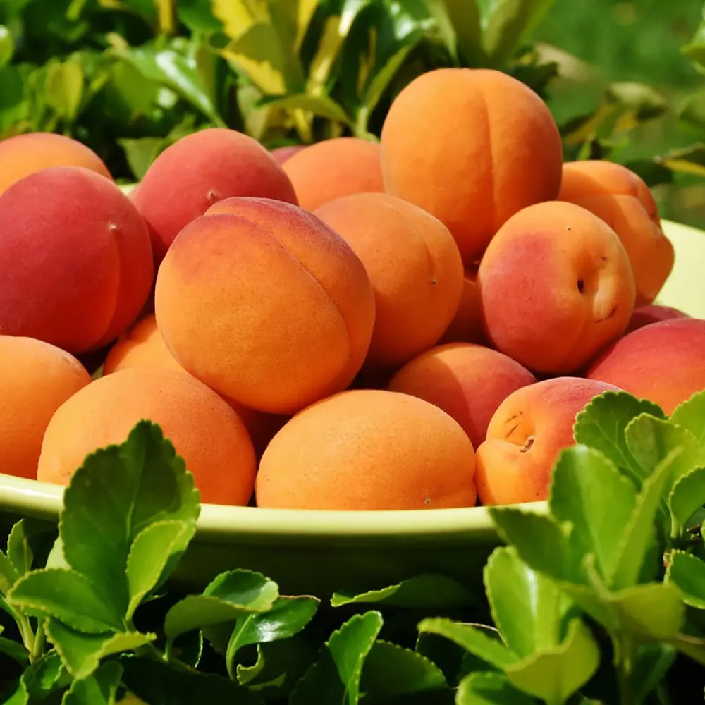 Cais (Prunus armeniaca) Bulida, cu fructe dulci galbene deschis, 2 pe rod