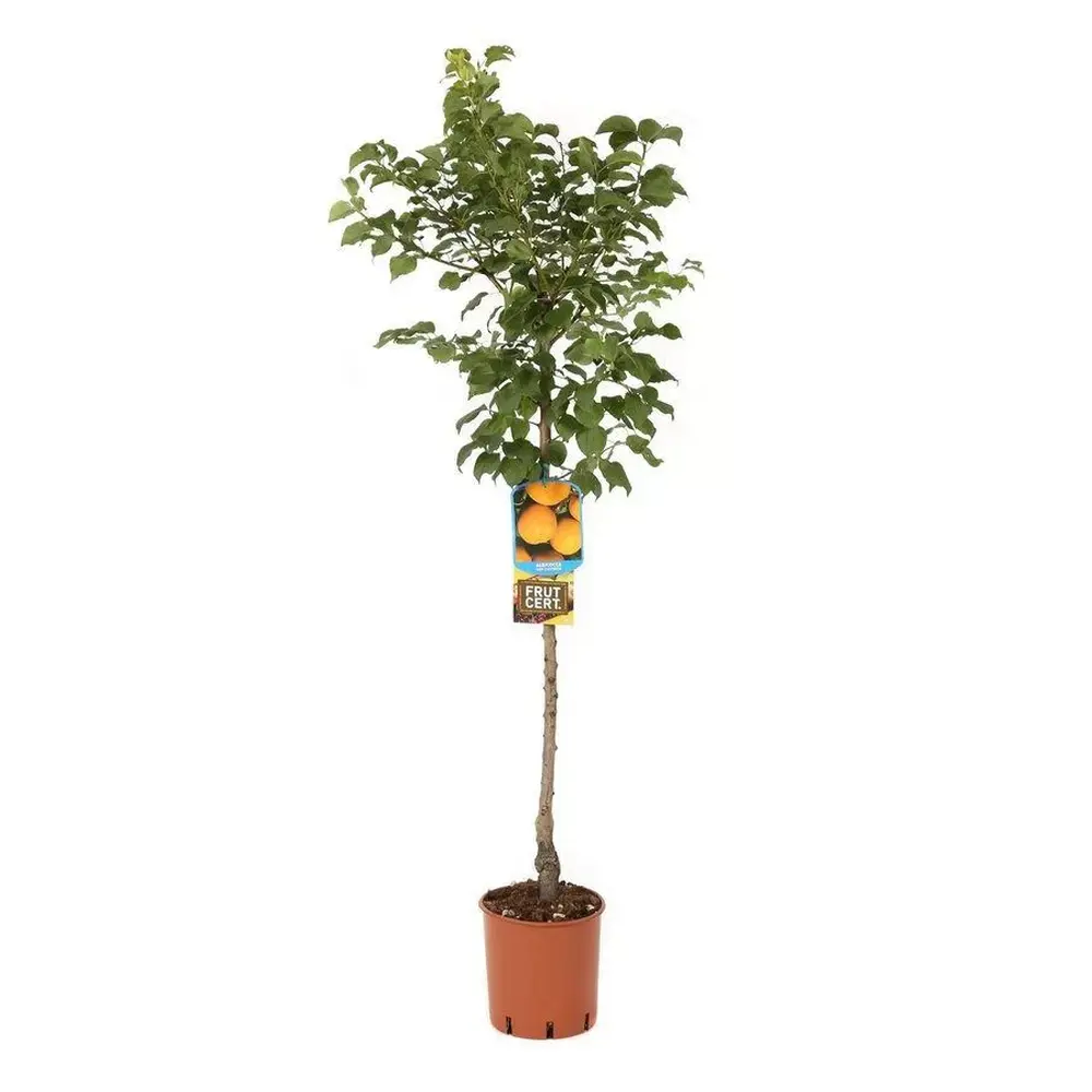 Cais (Prunus armeniaca) Bulida, cu fructe dulci galbene deschis, 2 pe rod