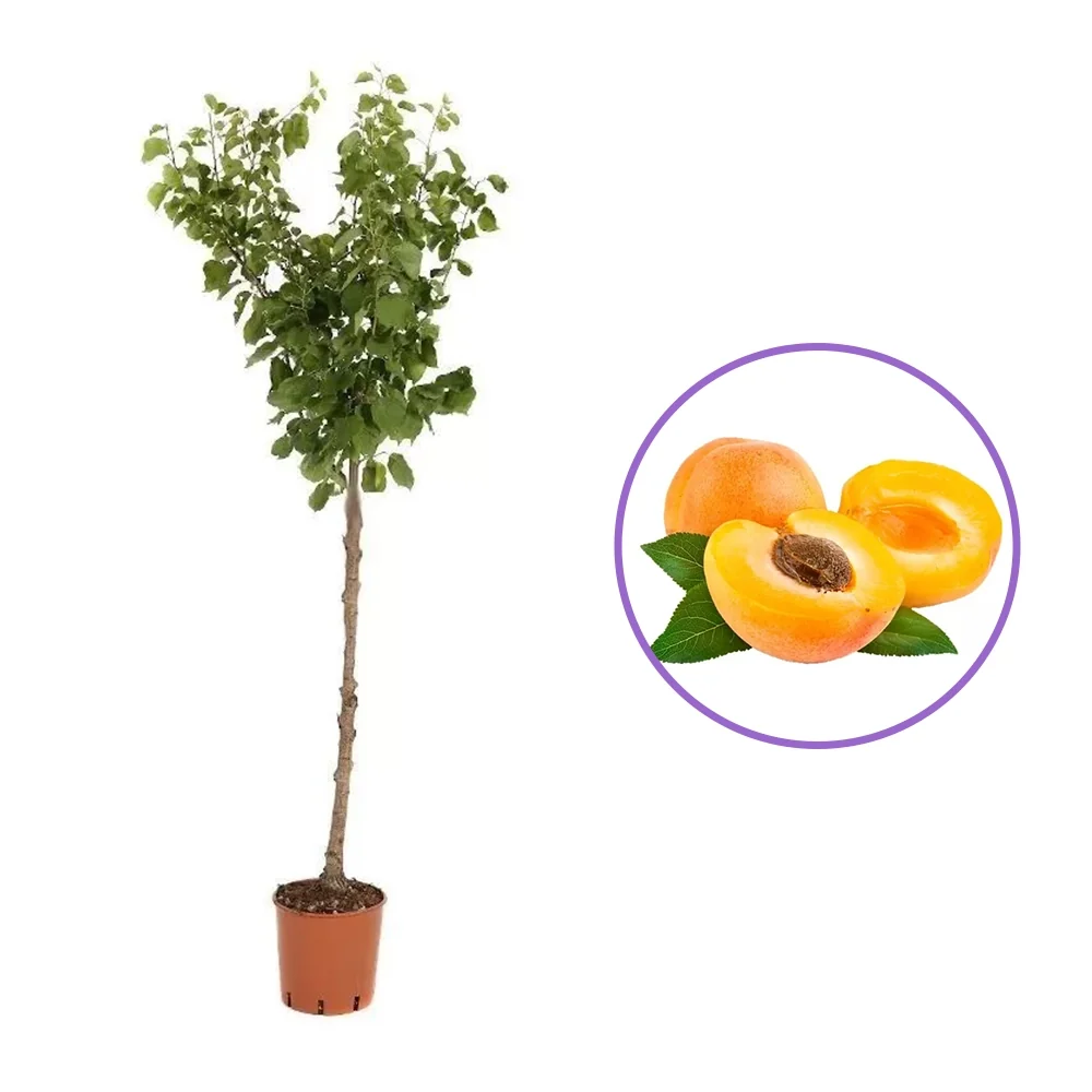 Cais (Prunus armeniaca) Cafona, cu fructe dulci galbene-portocalii, 2 pe rod