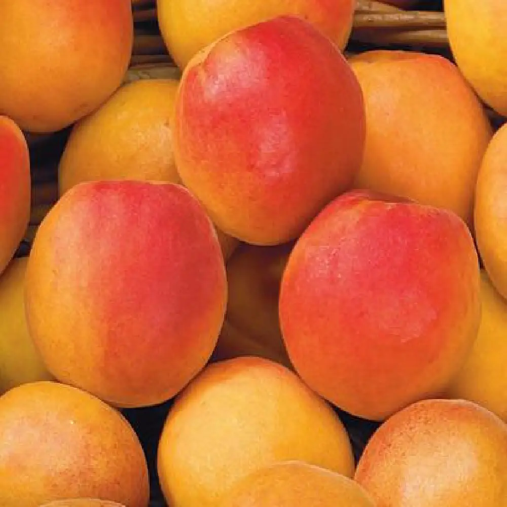 Cais (Prunus armeniaca) Cafona, cu fructe dulci galbene-portocalii, 2 pe rod