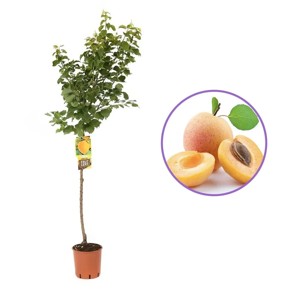 Cais (Prunus armeniaca), cu fructe dulci galbene, 2 pe rod