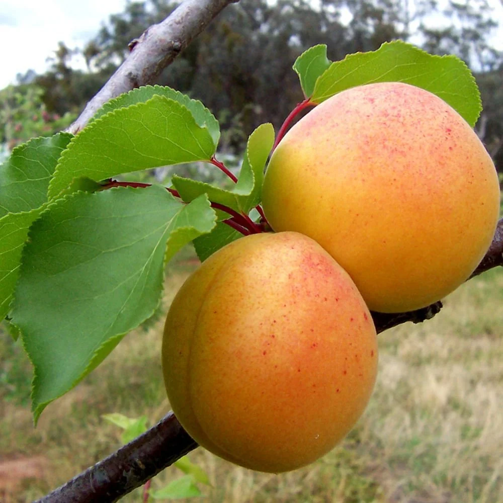 Cais (Prunus armeniaca), cu fructe dulci galbene, 2 pe rod