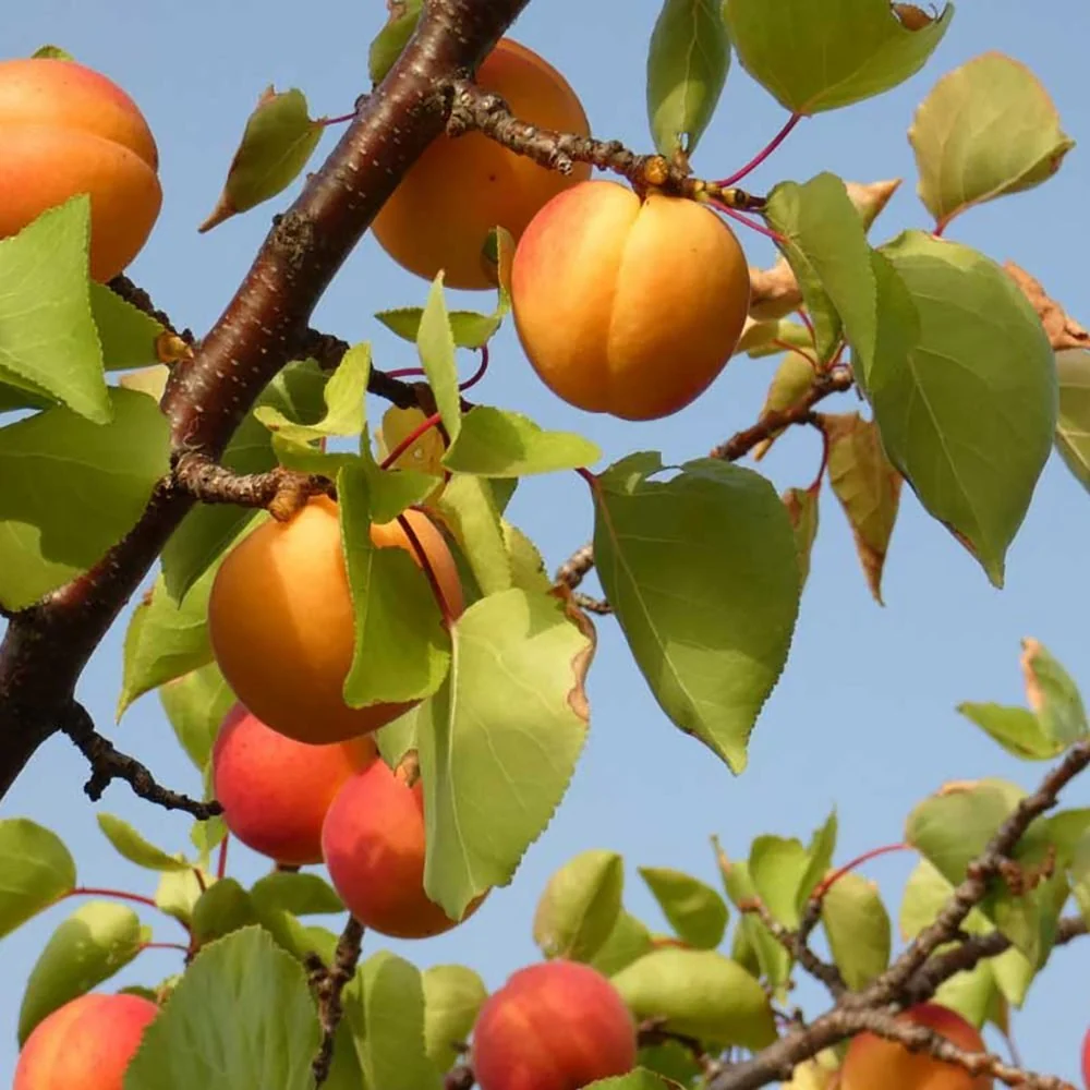 Cais (Prunus armeniaca), cu fructe dulci galbene, 2 pe rod