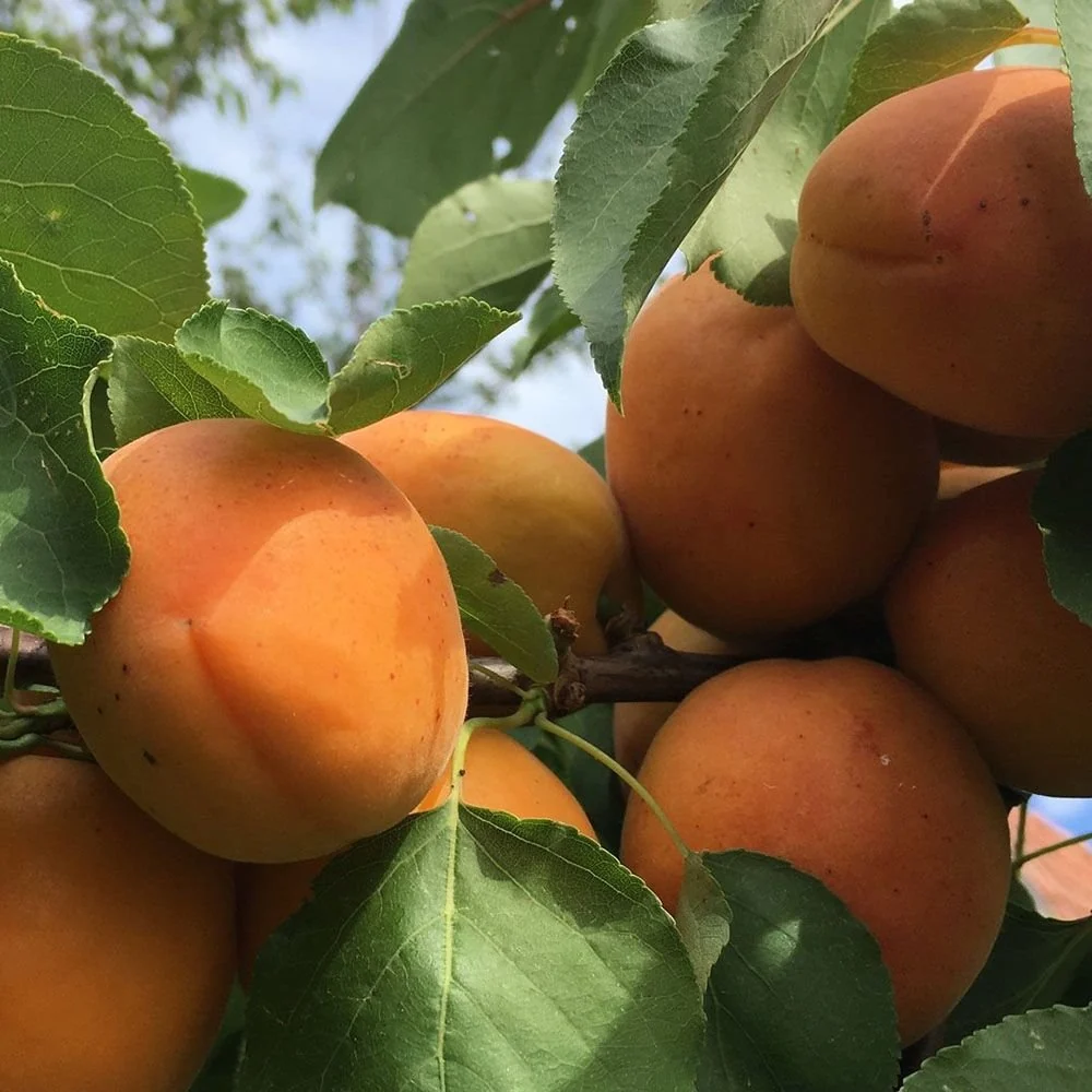 Cais (Prunus armeniaca), cu fructe dulci galbene, 2 pe rod