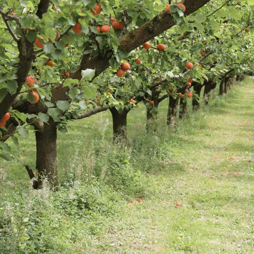 Cais (Prunus armeniaca), cu fructe dulci galbene, 2 pe rod
