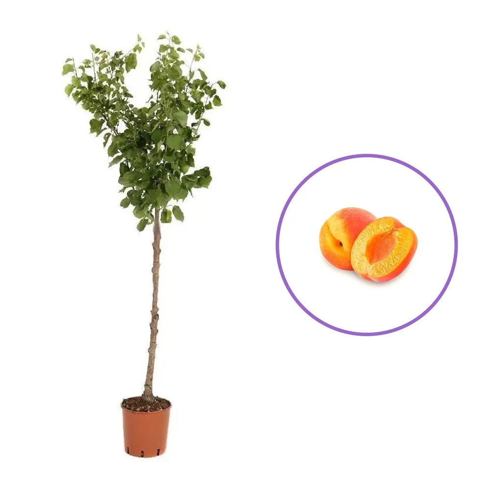 Cais (Prunus armeniaca) Harcot, cu fructe dulci portocalii-aurii, 2 pe rod