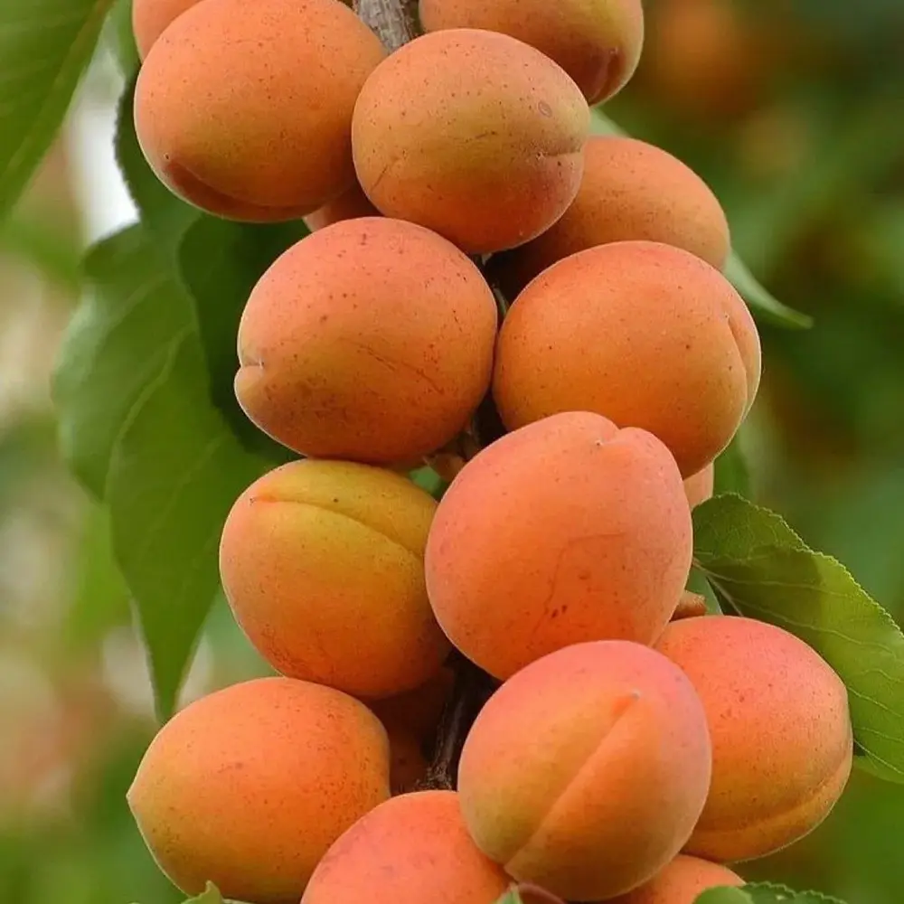 Cais (Prunus armeniaca) Harcot, cu fructe dulci portocalii-aurii, 2 pe rod