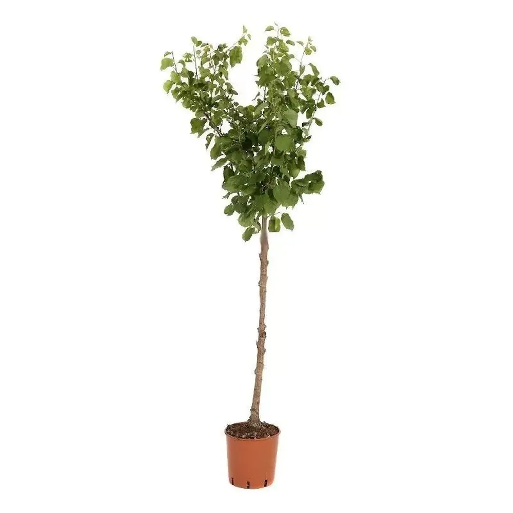 Cais (Prunus armeniaca) Harcot, cu fructe dulci portocalii-aurii, 2 pe rod