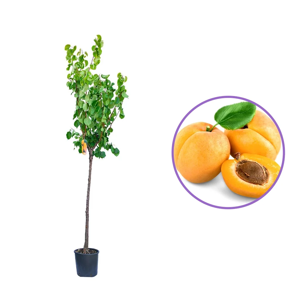 Cais (Prunus armeniaca) Luizet, cu fructe dulci portocalii, 2 pe rod