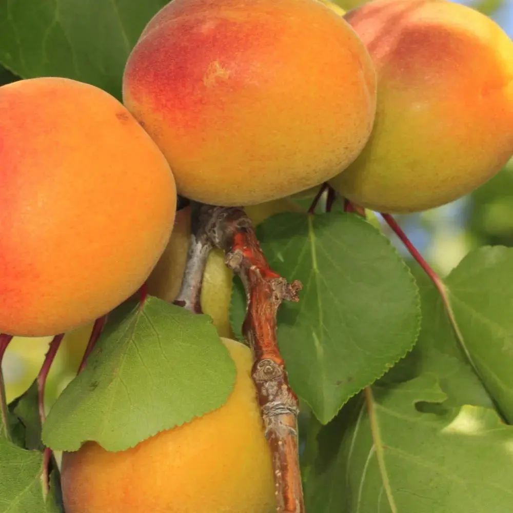 Cais (Prunus armeniaca) Luizet, cu fructe dulci portocalii, 2 pe rod