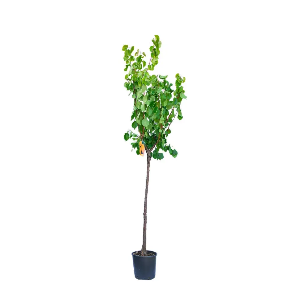 Cais (Prunus armeniaca) Luizet, cu fructe dulci portocalii, 2 pe rod