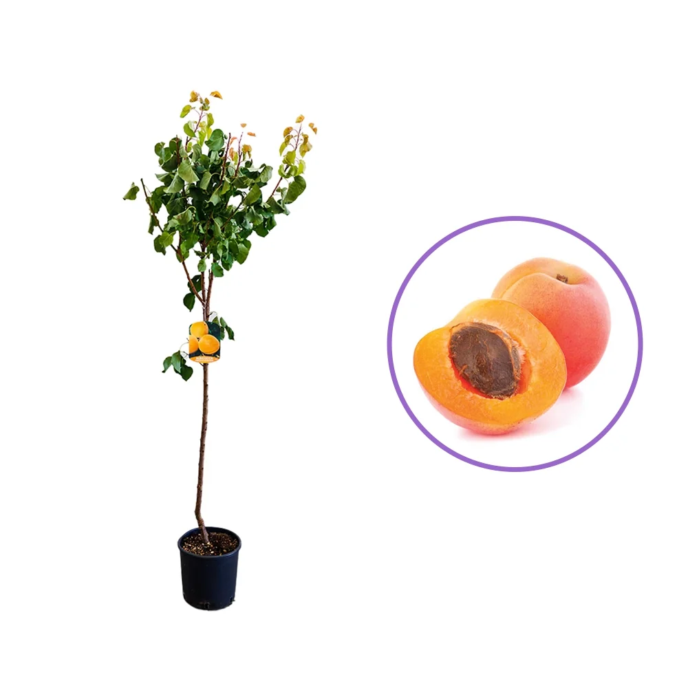 Cais (Prunus armeniaca) Orange Red, cu fructe dulci portocalii-rosii, 2 pe rod